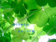 四叶草的等待