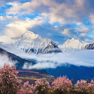 桃花情缘