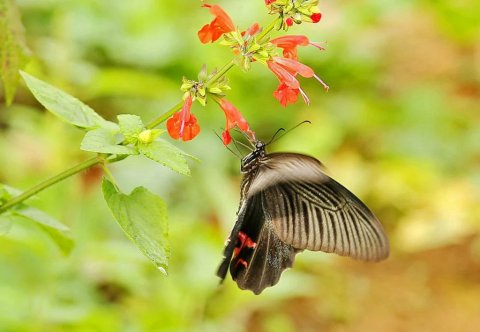 杨花三月江南春