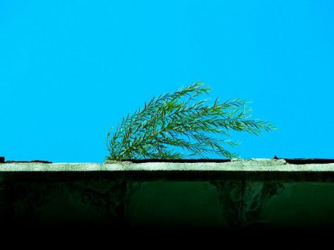 墙头草
