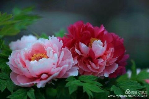 花开,月正圆 花开,月正圆