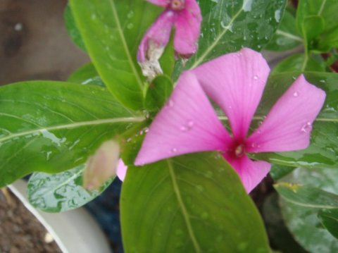 小雨淅沥天渐寒