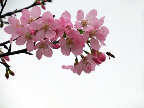 一袭樱花着春雨