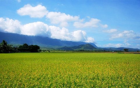 稻浪滚滚稻花香