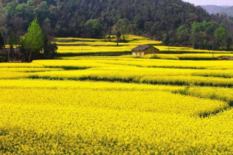 油菜花